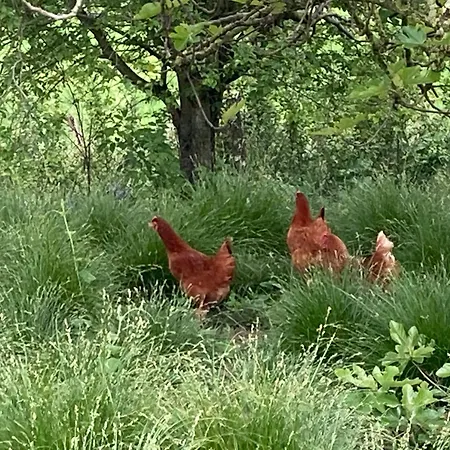 85 M2 De Plain-pied, 2chambres, 3 Lits Dans Maison Confortable Avec Vue Sur La Vallee Et Les Pyrenees Ariegeoises, Grande Terrasse Avec Barbecue Et Parking Gratuit *