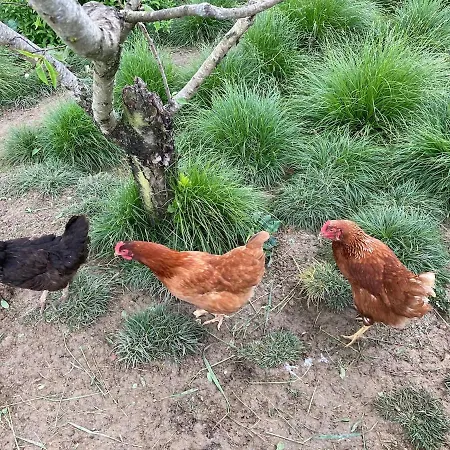 85 M2 De Plain-pied, 2chambres, 3 Lits Dans Maison Confortable Avec Vue Sur La Vallee Et Les Pyrenees Ariegeoises, Grande Terrasse Avec Barbecue Et Parking Gratuit *